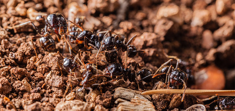Ameisen in Australien