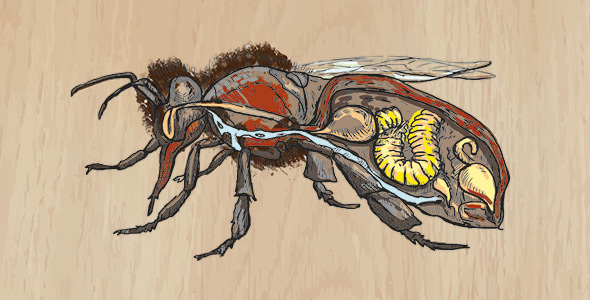Anatomie einer Honigbiene