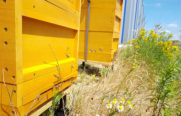 Das Zuhause des APD Bienenvolkes