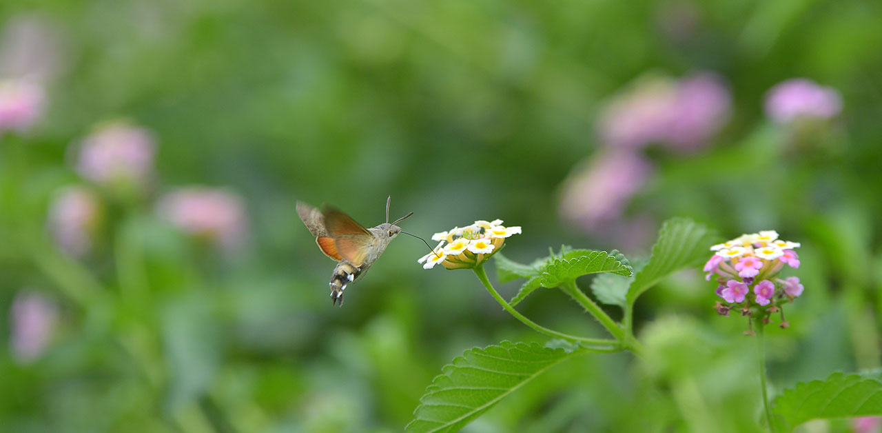 Kolibrimotte an Blüte