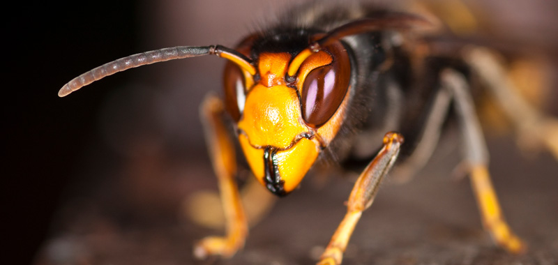 Asiatische Hornisse Vespa Velutina