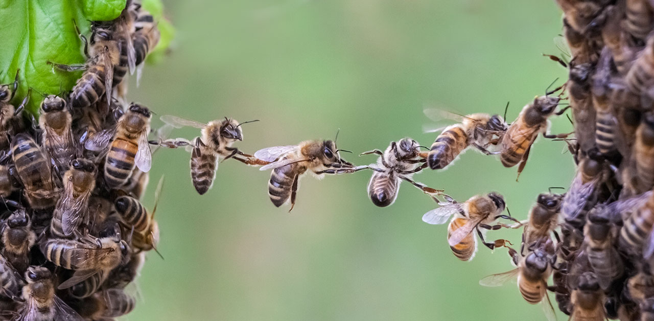 Bienen bilden eine Kette