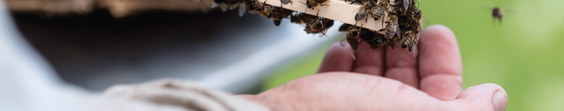 Bienen auf der Hand eines Imkers 