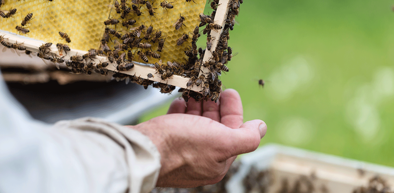 Bienen auf Hand eines Imkers