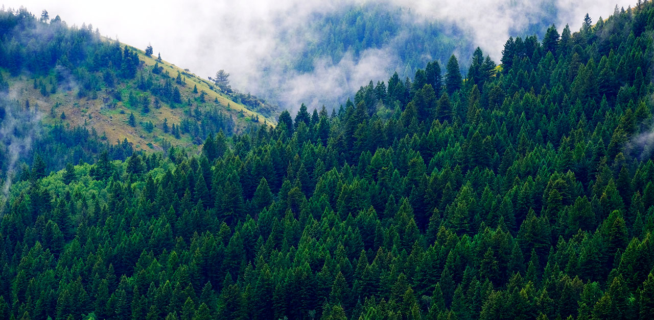 Wald in Baden-Württemberg