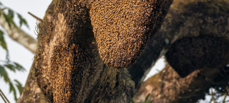 Riesenhonigbiene am Baum 