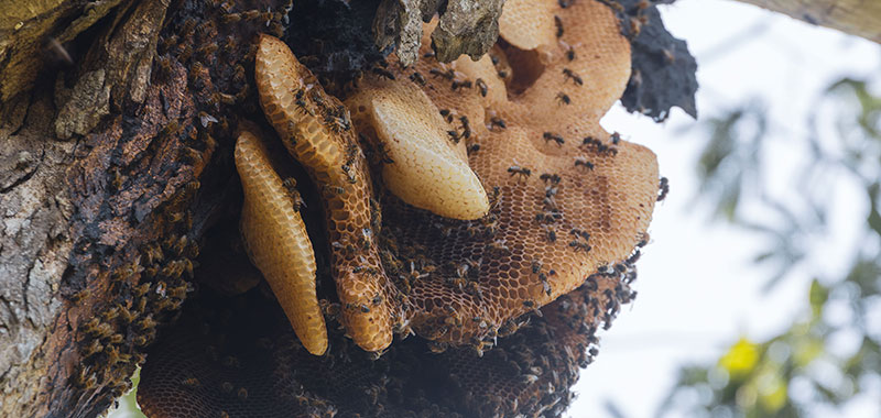 Bienennest an einem Baum