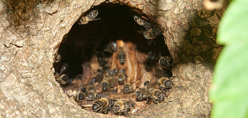 Eine mit Holzbrettern verschlossene Baumbeute