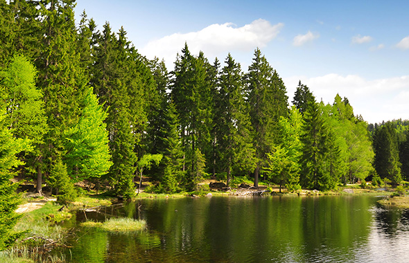 See am Bayerischen Wald 