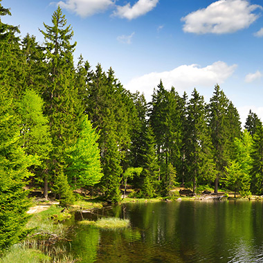 Bayerischer Wald