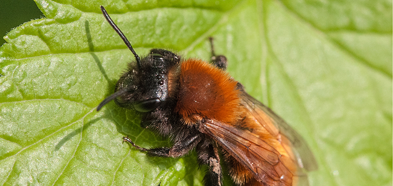 Biene auf einem Blatt