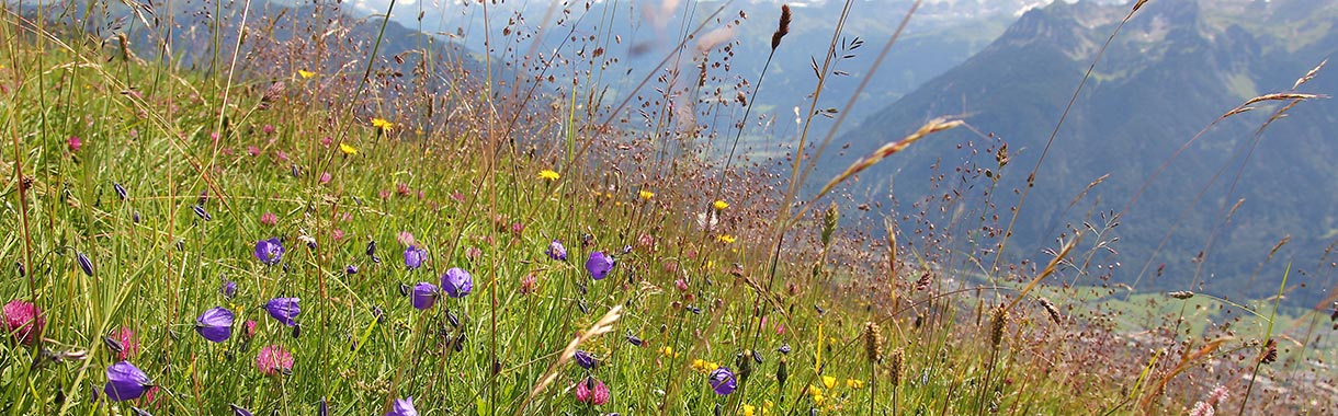 Bunte Bergblütenwiese