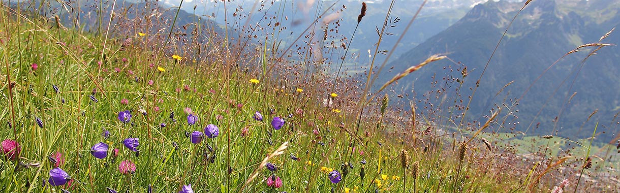 Bunte Bergblütenwiese