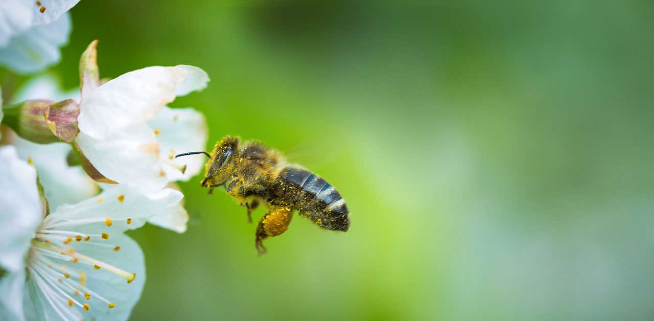 Biene an einer weißen Blüte