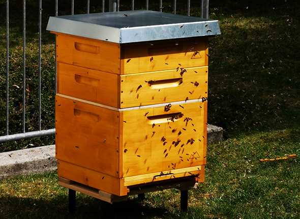 Die BHB Patenbienen