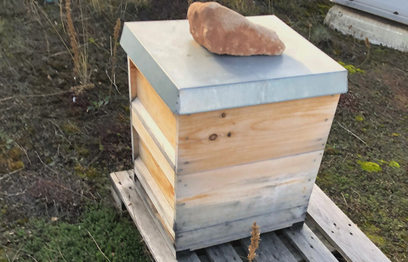 Die Beute der cosnova Patenbienen