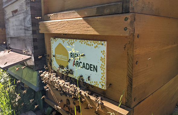 Marlenes Bienen am Einflugloch