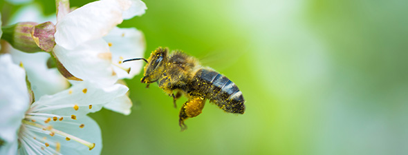 Eine Biene an einer Blüte