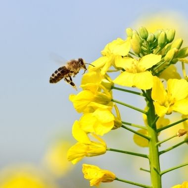 Biene an Rapsblüte