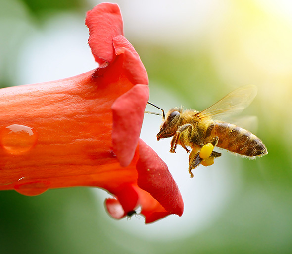 Eine Biene fliegt eine rote Blüte an