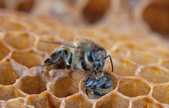 Zwei Bienen an Waben