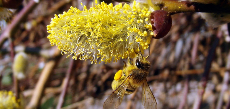 Bienen an Weidenkätzchen