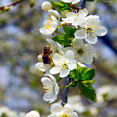 Biene an der Apfelblüte