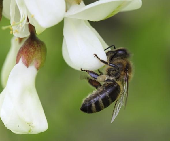 Eine Biene sitzt auf einer Akazienblüte