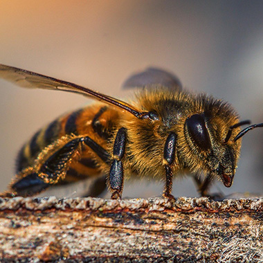 Biene auf Ast