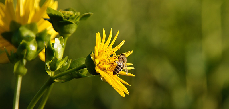 Biene auf gelber Blüte