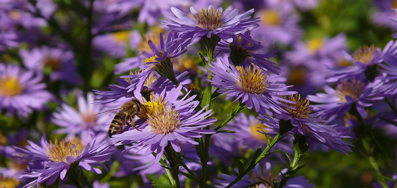 Biene auf lila Blüte