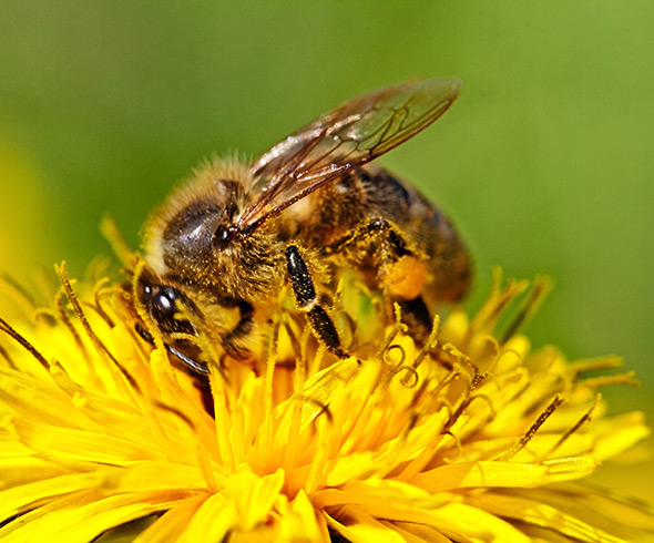 Biene auf einer Löwenzahnblüte