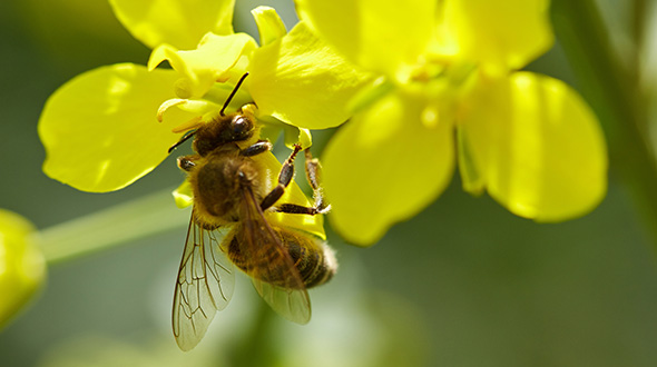 Eine Biene auf einer Rapsblüte