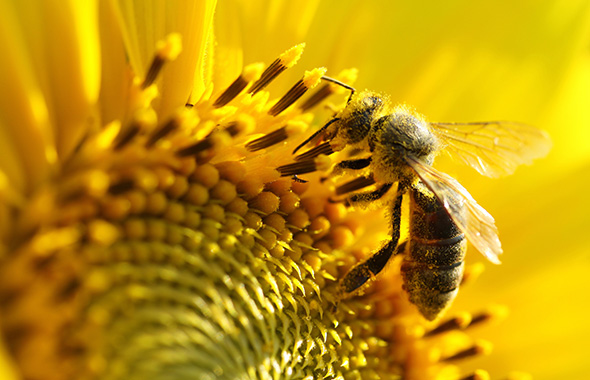 Eine Biene sitzt auf einer Sonnenblume