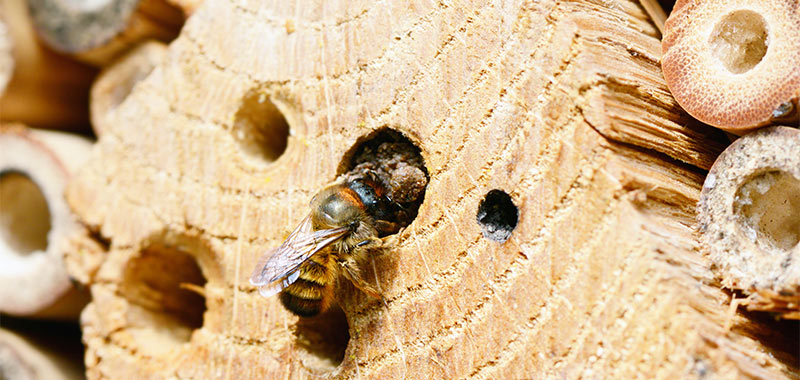 Holzstamm mit gebohrten Löchern