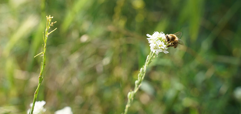 Biene an Blüte