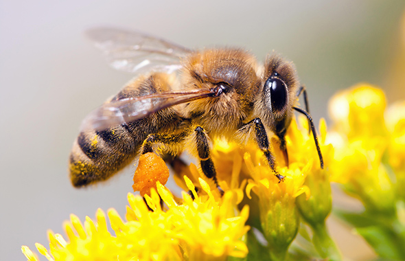 Bienen auf einer gelben Blüte