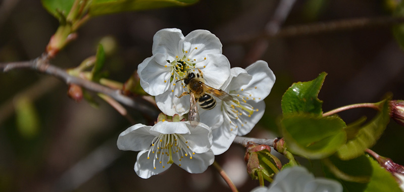 Biene auf einer Blüte