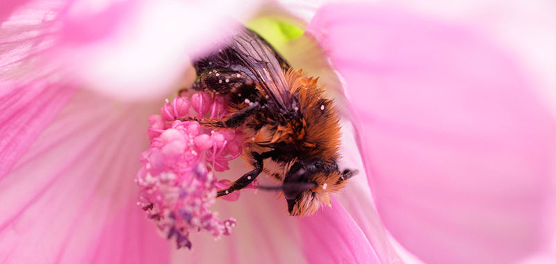 Biene in einer Blüte
