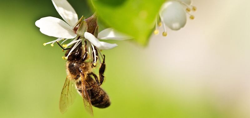 Eine Honigbiene auf einer Blüte