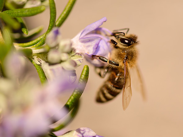 Biene an einer violetten Blüte
