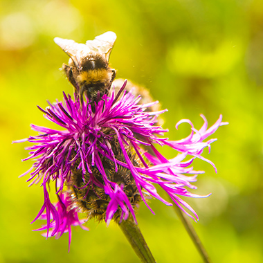 Eine Biene auf einer lila Blüte