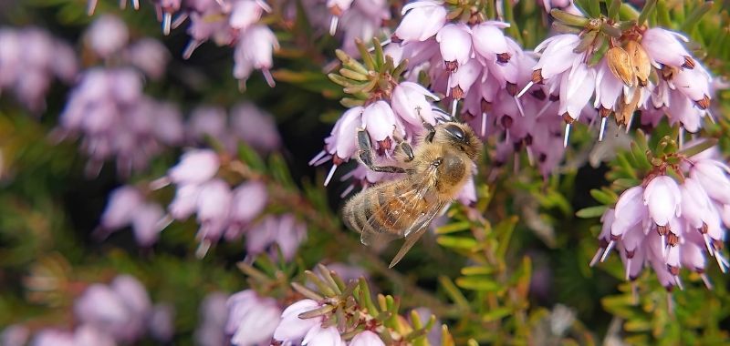 Biene in der Heide