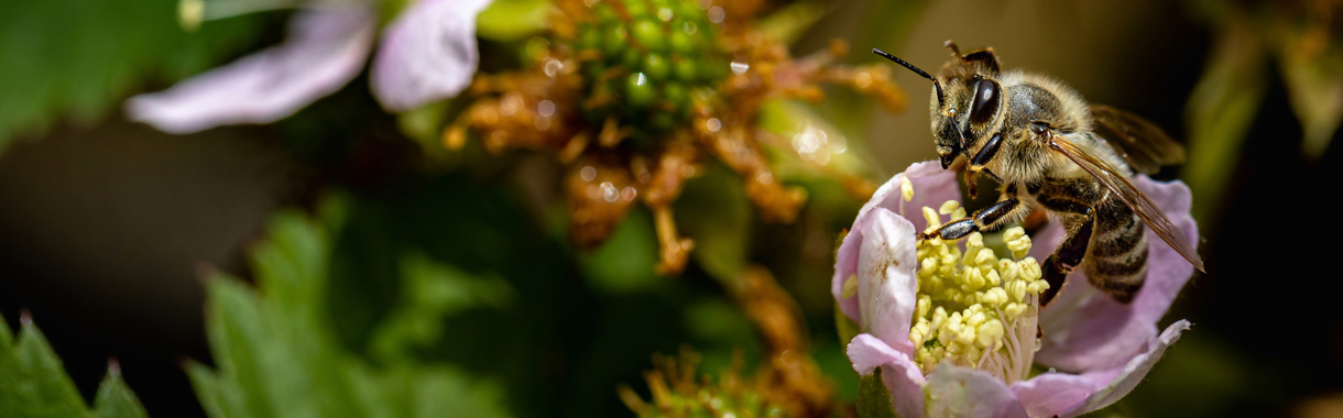 Biene an einer Brombeerblüte
