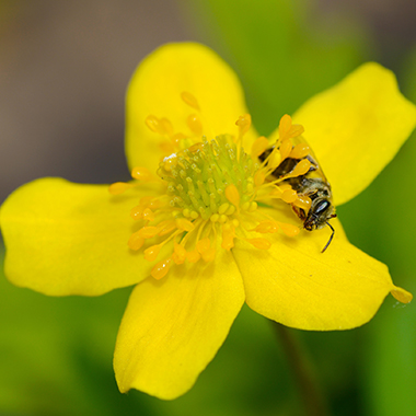 Biene auf Butterblume