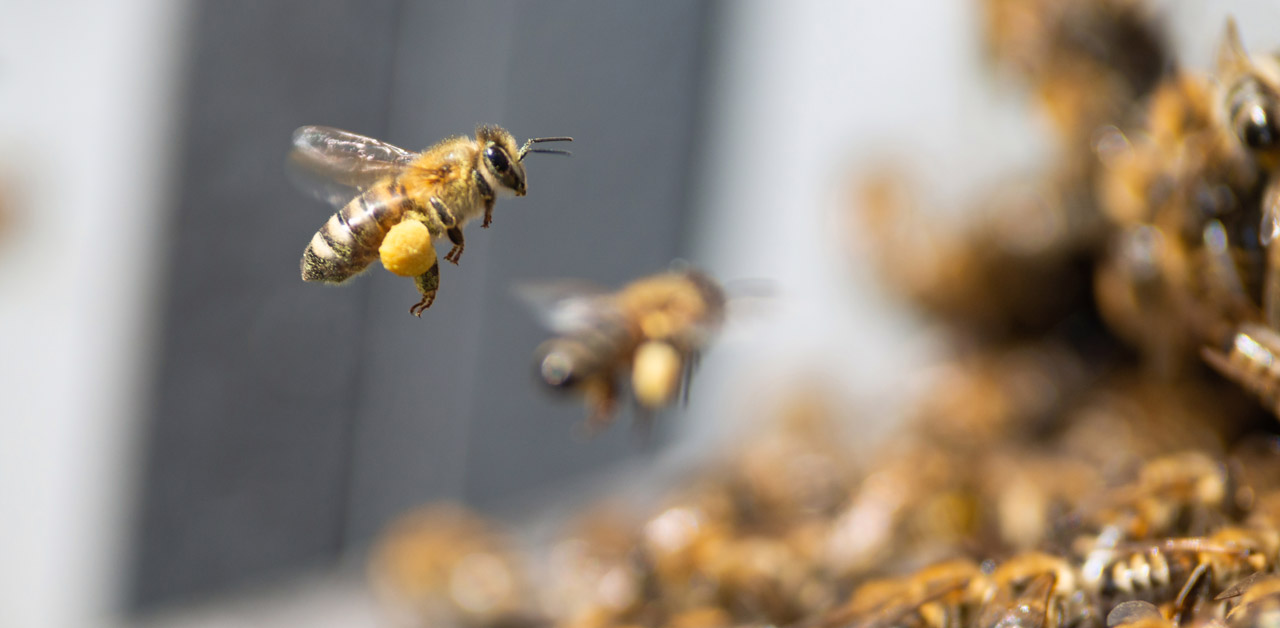 Biene im Flug