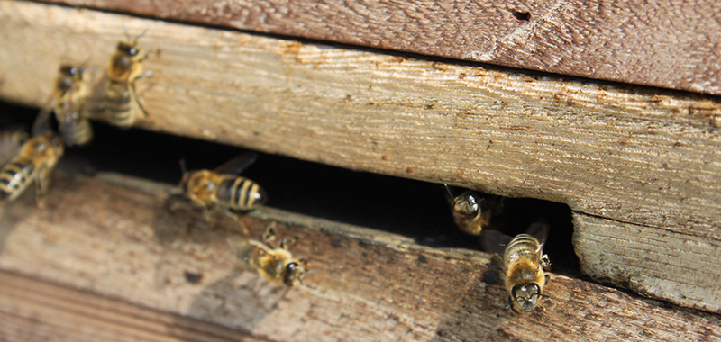 Bienen am Flugloch