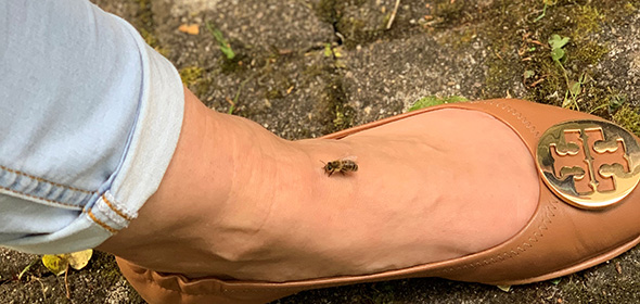 Honigbiene sitzt auf Fuß