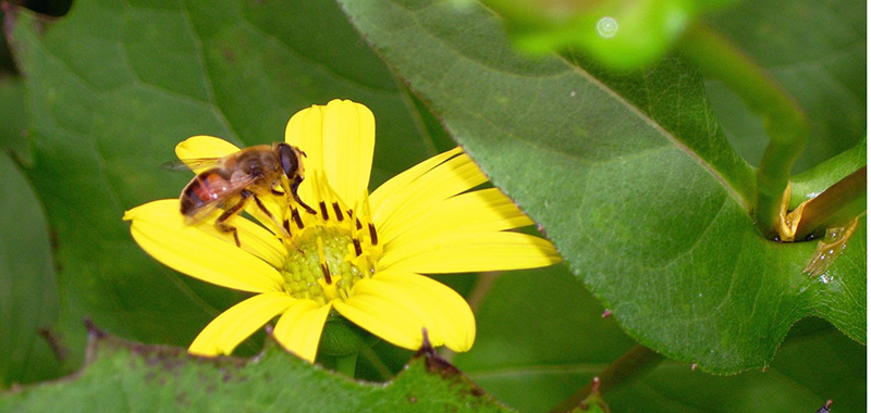 Biene auf gelber Blüte