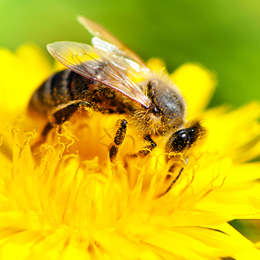 Biene auf gelber Blüte